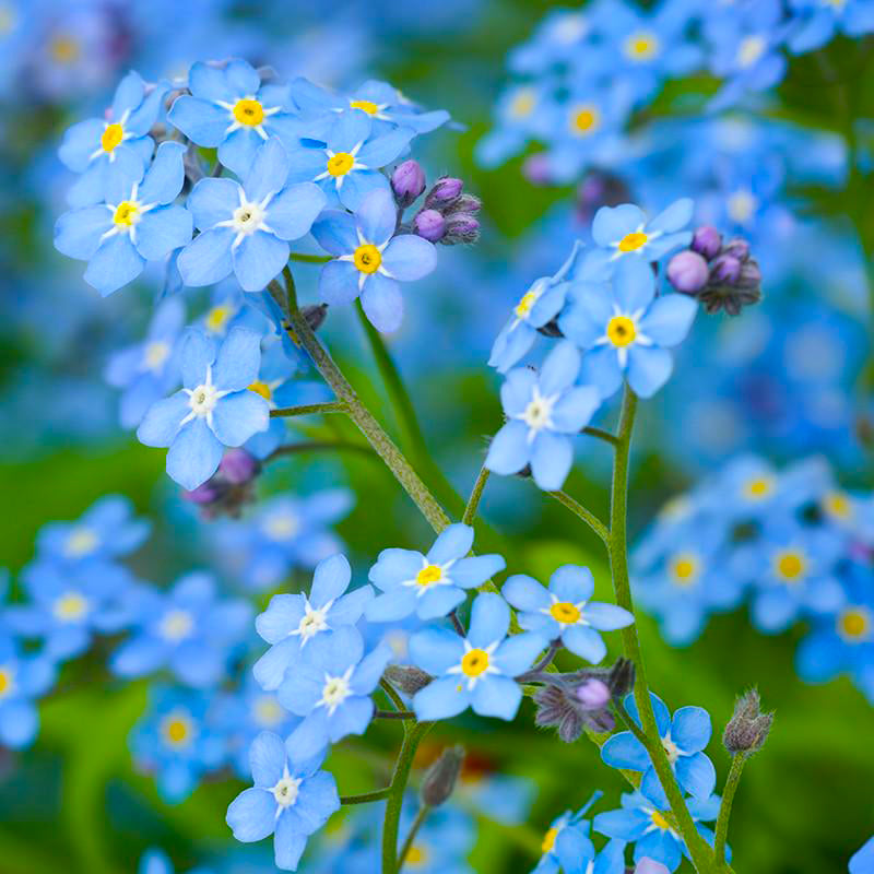What Does the Forget Me Not Flower Mean?